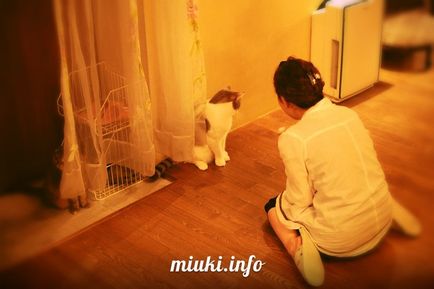 Cafeneaua Cat din sedimente, miuki mikado • Japonia virtuală