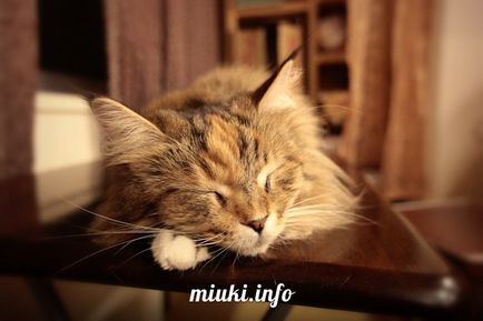 Cafeneaua Cat din sedimente, miuki mikado • Japonia virtuală