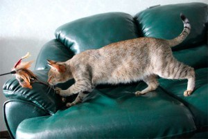 Кішки породи чаузі, купити чаузі за прийнятною ціною в Челябінську