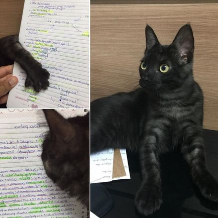 Kitten Armani cu trei picioare a găsit dragostea unui student veterinar - o pisică a zilei - bloguri