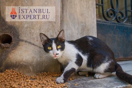 Macskák Isztambul, Törökország, szakmailag