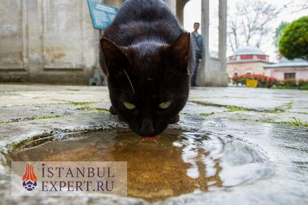 Macskák Isztambul, Törökország, szakmailag