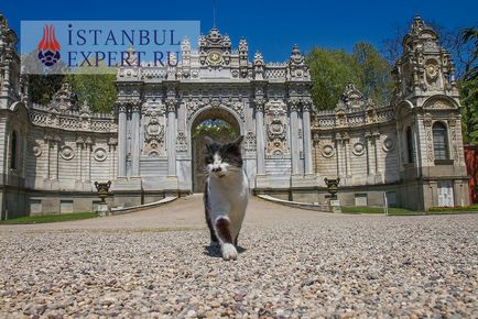 Pisicile din Istanbul, Istanbul, Turcia, profesional