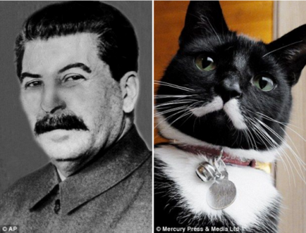 Pisica lui Iosif Stalin, care câștigă popularitate pe Internet (5 fotografii)
