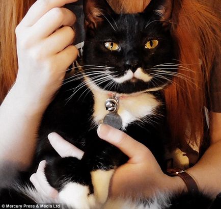 Pisica Miaosif Stalin a devenit instagram-celebritate, la modă Petersburg