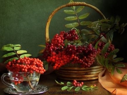 Red Rowanberry - proprietăți utile, interes feminin