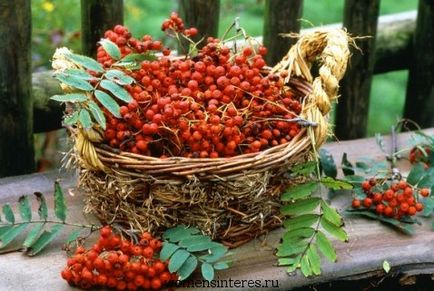 Red Rowanberry - proprietăți utile, interes feminin