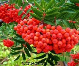 Red Rowanberry - proprietăți utile, interes feminin