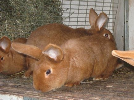 Кролики новозеландської породи