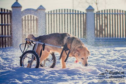Cine suntem, vom trăi! Fondul de Asistență pentru câini vechi și câini cu dizabilități