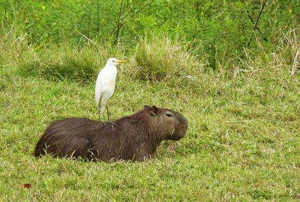 Cine este capybara - găsiți-vă un animal de companie