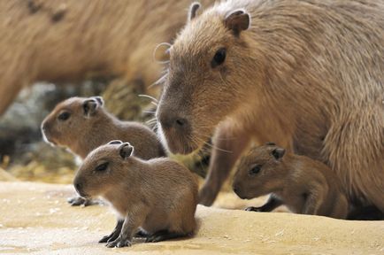 Cine este capybara - găsiți-vă un animal de companie