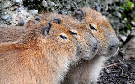 Cine este capybara - găsiți-vă un animal de companie