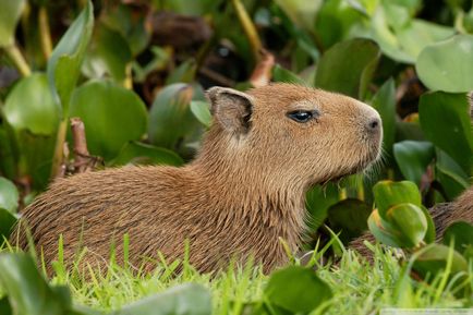 Cine este capybara - găsiți-vă un animal de companie