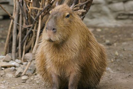 Ki a capybara - kap egy kisállat