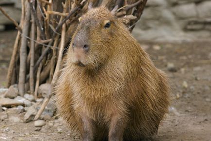 Cine este capybara - găsiți-vă un animal de companie