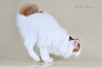 Курильський бобтейл (kurilian bobtail) кішка фото, купити, ціна, відео
