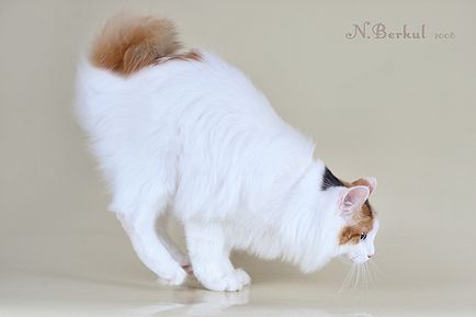 Kurilian Bobtail (kurilian bobtail) fotografie, cumpara, pret, video