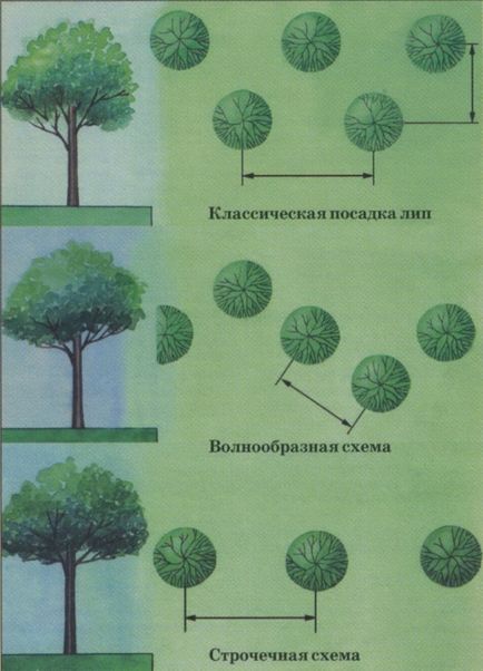 Чагарник липа як жива огорожа як висаджувати, як доглядати, які є нюанси