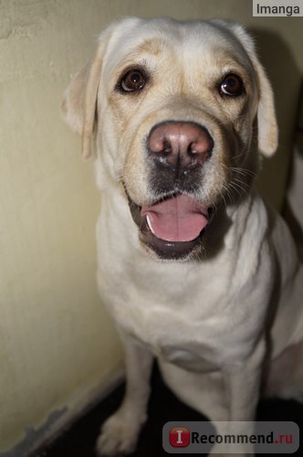 Labrador retriever - 