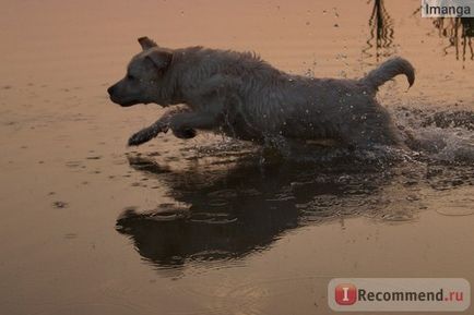 Labrador retriever - 