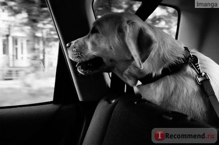 Лабрадор ретривер - «мою любов звуть черрі, а як звуть вашу щоденник моєї собаки (фото)», відгуки