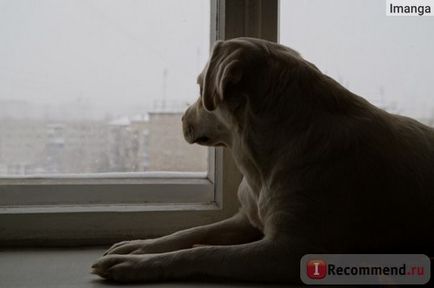 Лабрадор ретривер - «мою любов звуть черрі, а як звуть вашу щоденник моєї собаки (фото)», відгуки