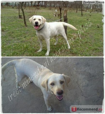Labrador Retriever - câine Putina! Câinele zâmbește! O iubim cu toata inima si sufletul! », Recenzii