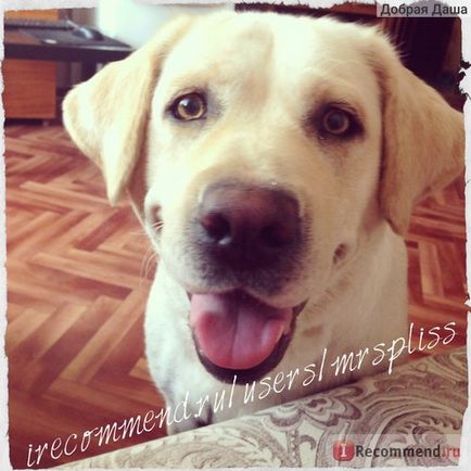 Labrador Retriever - câine Putina! Câinele zâmbește! O iubim cu toata inima si sufletul! », Recenzii