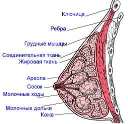 Szoptatás - emlő- vagy szoptatás