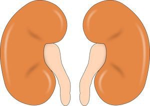 Limfostazom alsó végtagok okait (lymphostasis) Limfostazom alsó végtagok okai