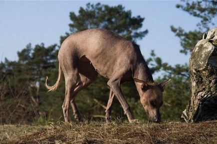 Câini de cânt - rase, descriere, caracteristici