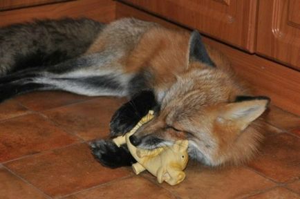 Fox ca animale de companie, blog karakuli pe site-ul pe 8 iunie 2015, o bârfă