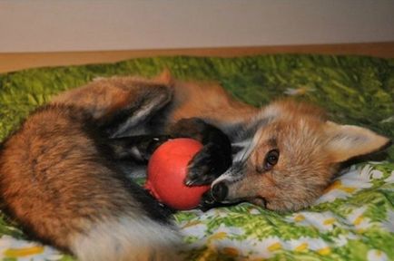 Fox ca animale de companie, blog karakuli pe site-ul pe 8 iunie 2015, o bârfă