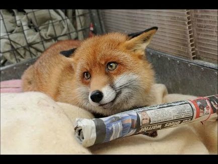 Fox, mint háziállat, blogger karakuli Online június 8, 2015, a pletyka (róka) Fox, mint háziállat, blogger karakuli Online június 8, 2015, pletyka