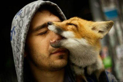 Foxes ca animale de companie dreapta despre vulpi domestici