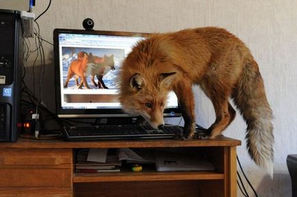 Foxes ca animale de companie dreapta despre vulpi domestici