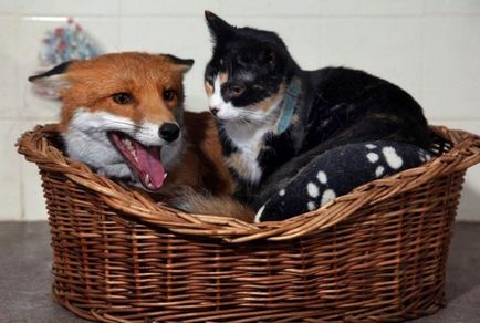 Foxes ca animale de companie dreapta despre vulpi domestici