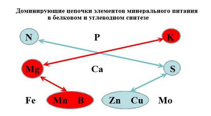 Листкові підживлення картоплі