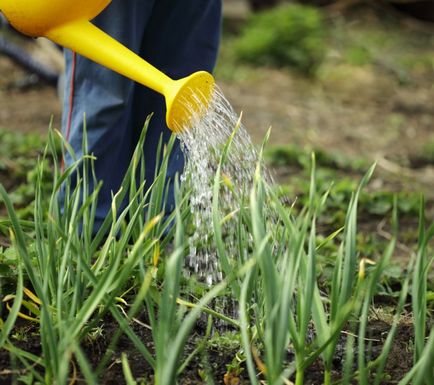 Cultivarea și îngrijirea ceapă-batun