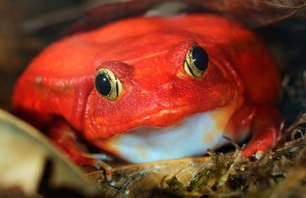 Frog-tomato, sau roșii cu gura îngustă, lumea animalelor și a plantelor
