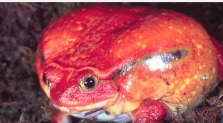 Frog-tomato, sau roșii cu gura îngustă, lumea animalelor și a plantelor