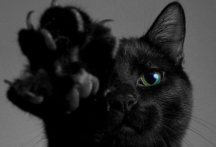 Pet macska, jelei macskák, ősidők óta, az emberek azt gondolták macskák rejtélyes lények és