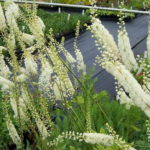 Меконопсис гімалайський мак вирощування з насіння посадка і догляд фото