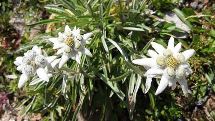 Mekonopsis cultivarea macului din Himalaya de la plantarea de sămânță și fotografie de îngrijire