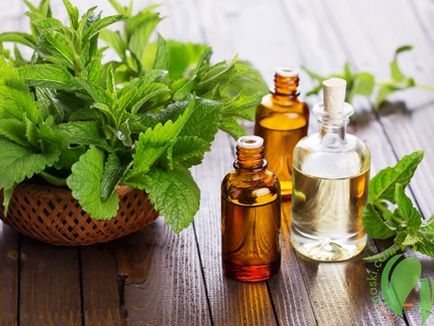 Mentha olaj és a használati módja hasznos tulajdonságok (mentol) Mentha olaj és a használati módja hasznos tulajdonságai