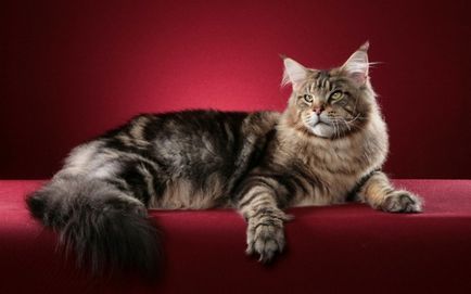 Maine Coon