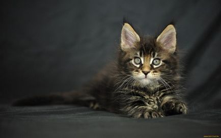 Maine Coon