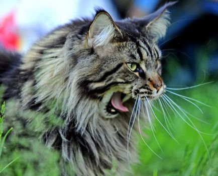 Maine Coon