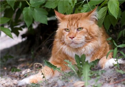 Maine Coon